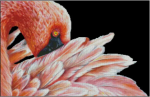(image for) Flamingo - LCL